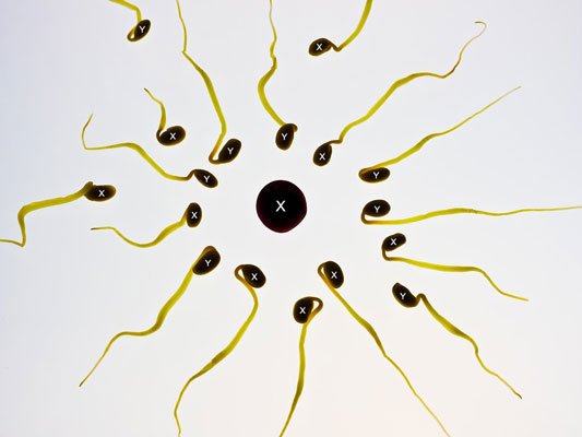 Egg-Sex-Cell-Sperm-Winner-Fertilization-956481-.jpg