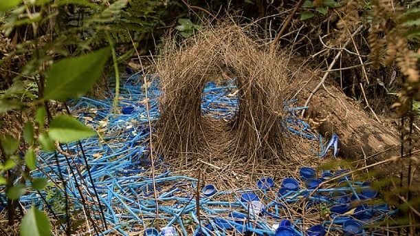 Satin Bowerbirds bower