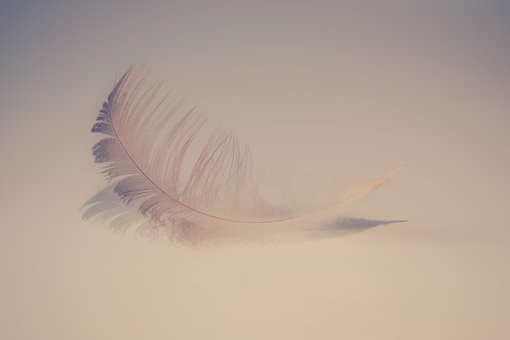 feather-2947022__340.jpg