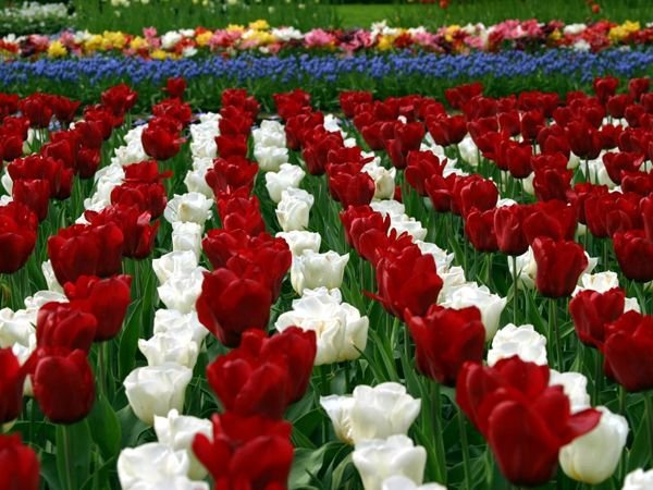 gambar-taman-bunga-tulip.jpg