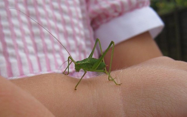 speckled bush cricket.jpg