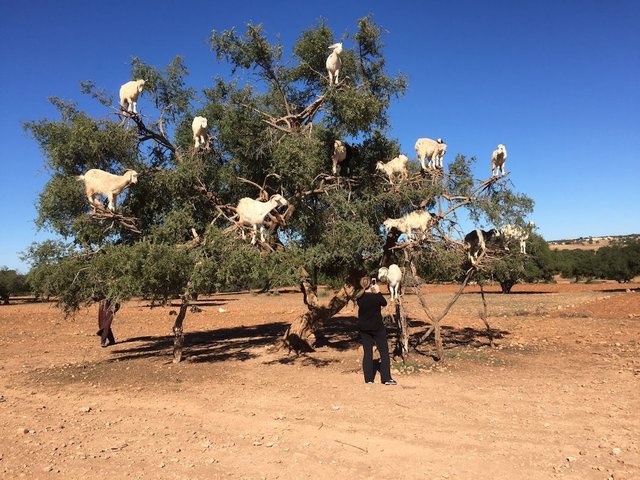 Tree-climbing-goats.jpg