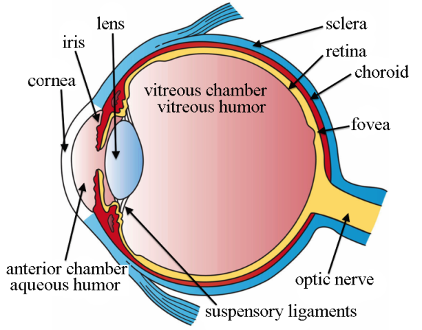 Three_Main_Layers_of_the_Eye.png