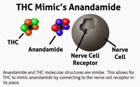 weed-and-neurotransmitters-how-marijuana-affects-the-brain-anandamide.jpg