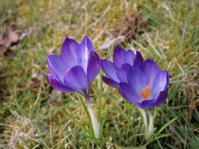 Crocus_tommasinianus_Ruby_Giant01.jpg