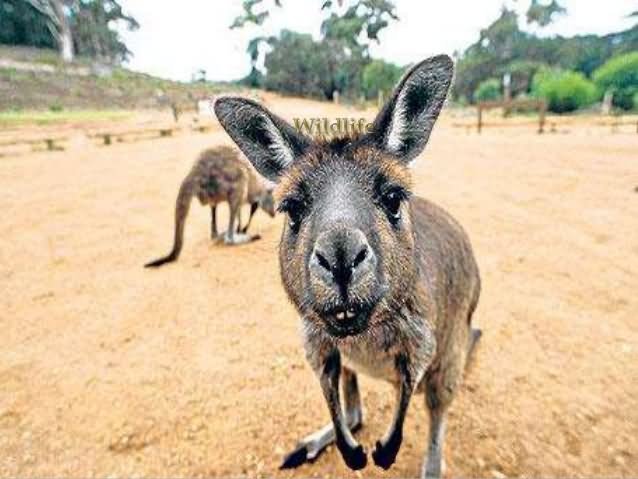 Funny-Kangaroo-Closeup-Face-Picture.jpg