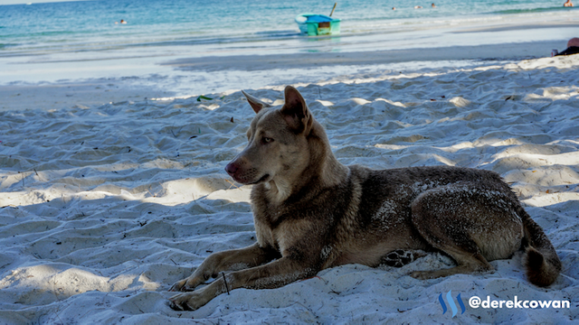It's a dogs life - Derek's Moments .png