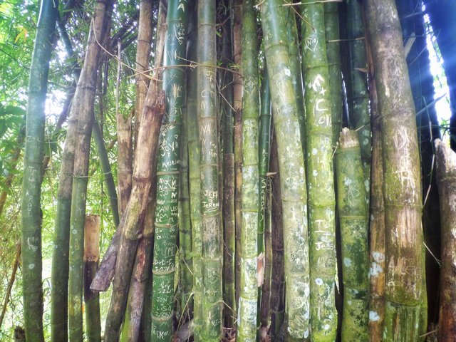 graffiti-bamboo.jpg