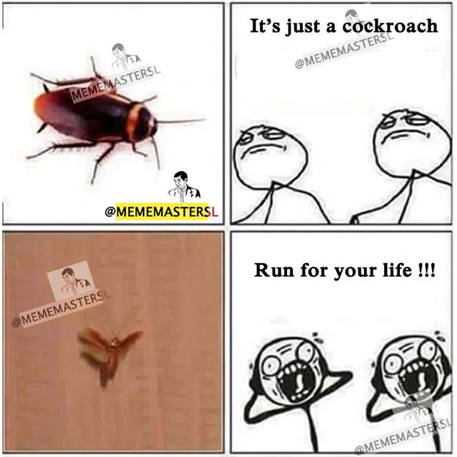 #10 Cockroach.jpg