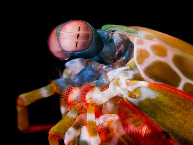 Mantis-Shrimp-Eye.jpg
