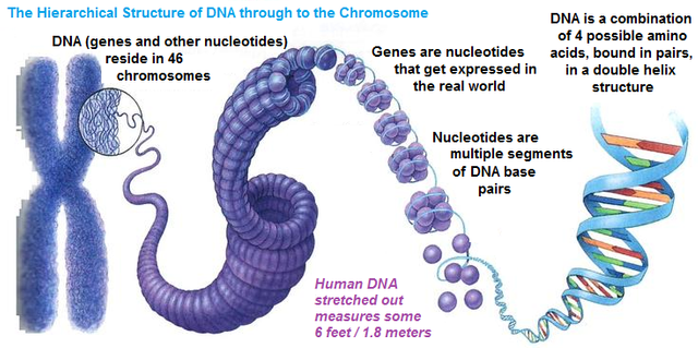 chromosomes-genes-nucleotides-dna-base-pairs-and-the-future-of-human-evolution1.png