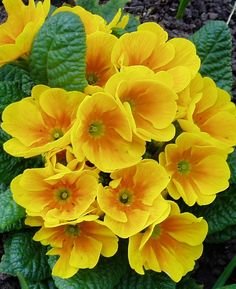 #colorchallenge wednesda yellowflower2.jpg