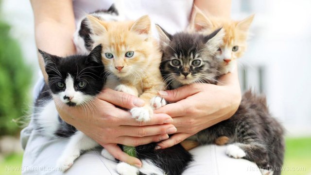 Cats-Kittens-Pets.jpg