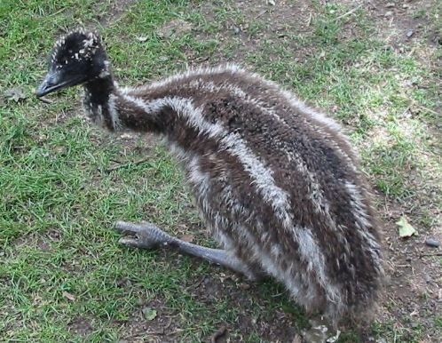 baby emu.JPG