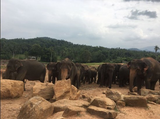 pinnawala-elephant-orphanage.jpg