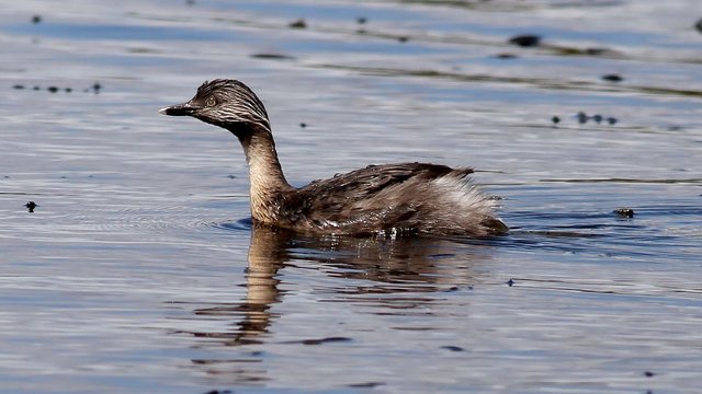 Aves Podicipediformes Podicipedidae Poliocephalus poliocephalus n2 Hoary-headed grebe.jpg