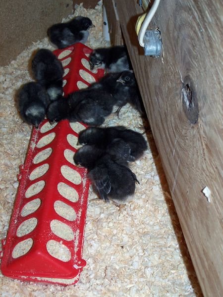 Chicks - new bedding1 crop May 2016.jpg