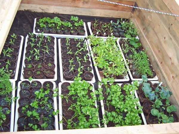 New Cold Frame filling up1 crop May 2017.jpg