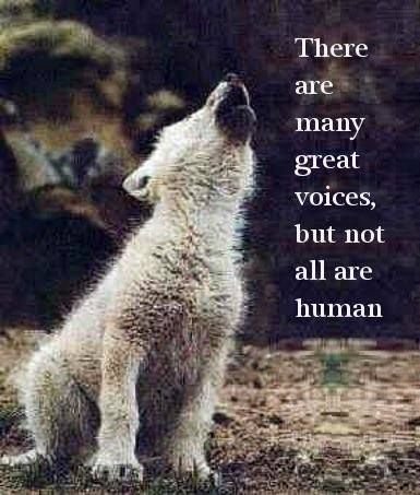 b0d6066765dad9d6663087cb308a82e1--inspirational-animal-quotes-baby-wolves.jpg