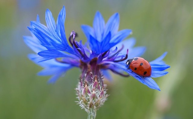 cornflower-102585_640.jpg