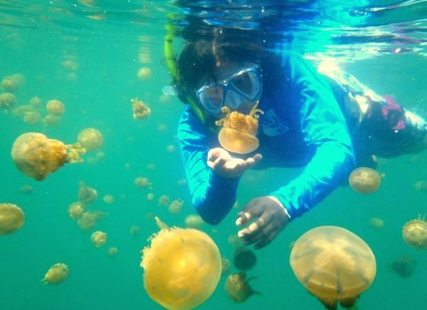 jellyfish_turtlesurfcamp_siargao_philippines_wavecation.jpg