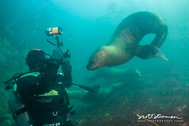 Sea lion-1.jpg