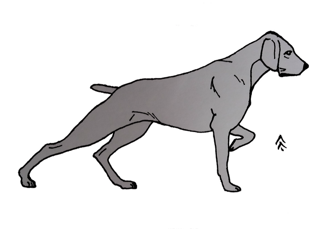 weimaraner DONE.png