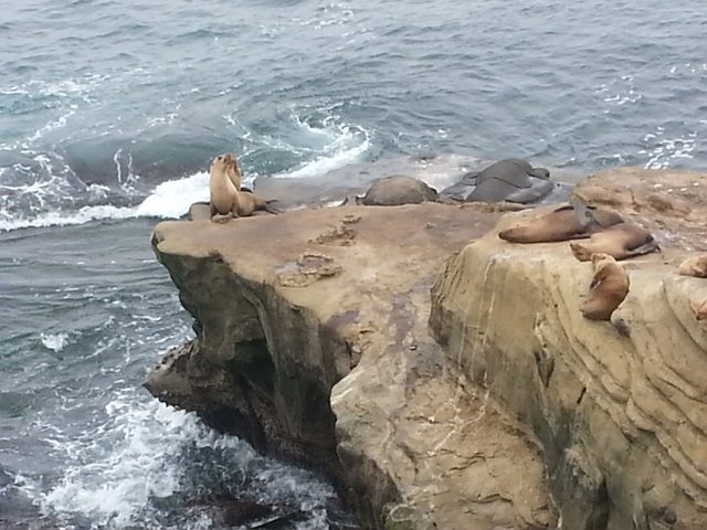 seals at Cove.jpg