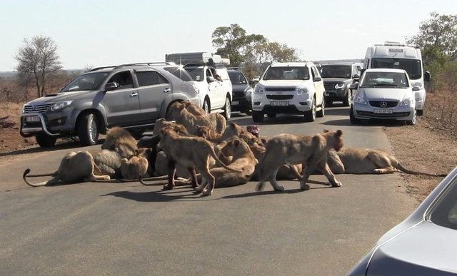 Kruger-National-Park-lions-1024x619.jpg