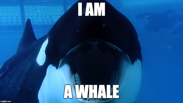 whalesss.jpg