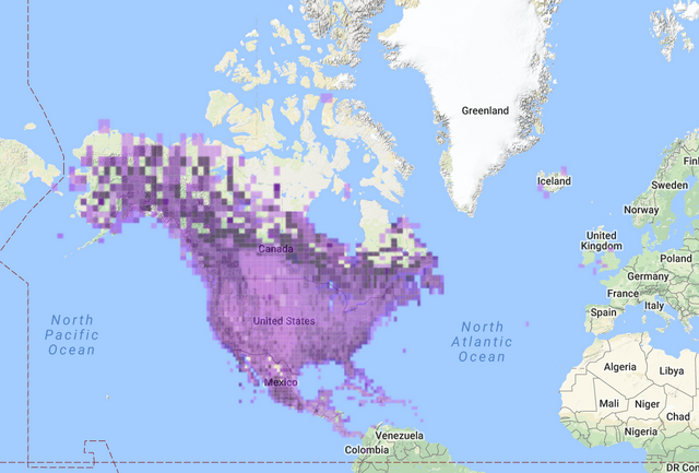 Yellow-Rumped Warbler All Range Map.PNG