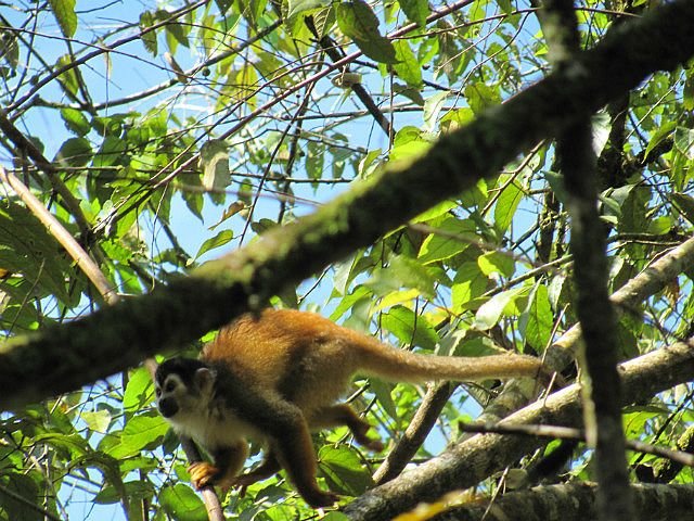 1.1419120000.squirrel-monkey.jpg