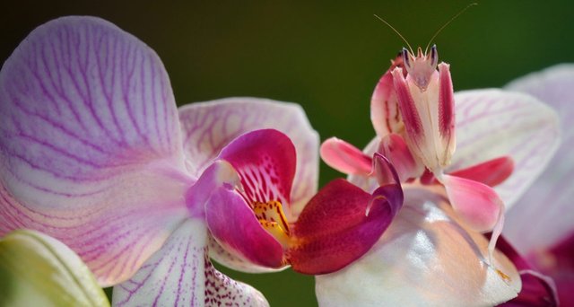 OrchidMantis_EN-US1532710575.jpg