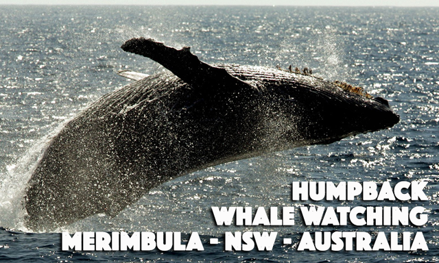 simon-sayz-watch-this_HB_Whale_watching.png