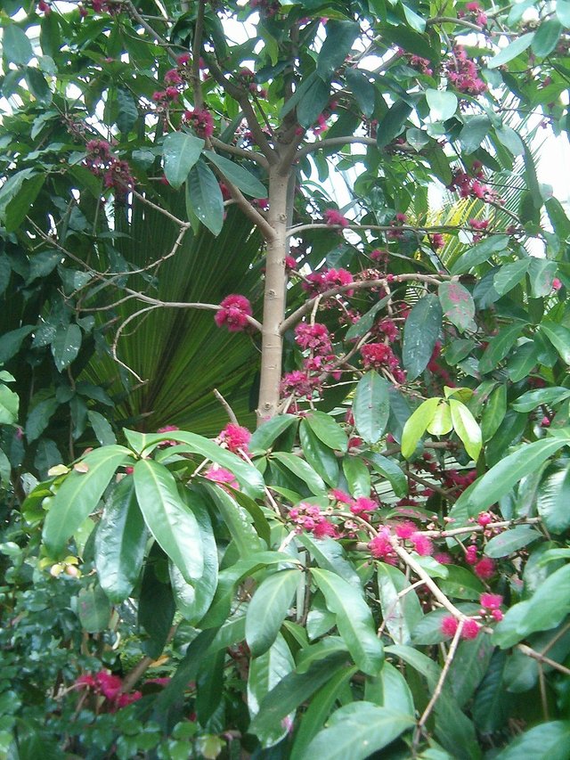 MalayAppleTree CC Wikimedia botbln.JPG