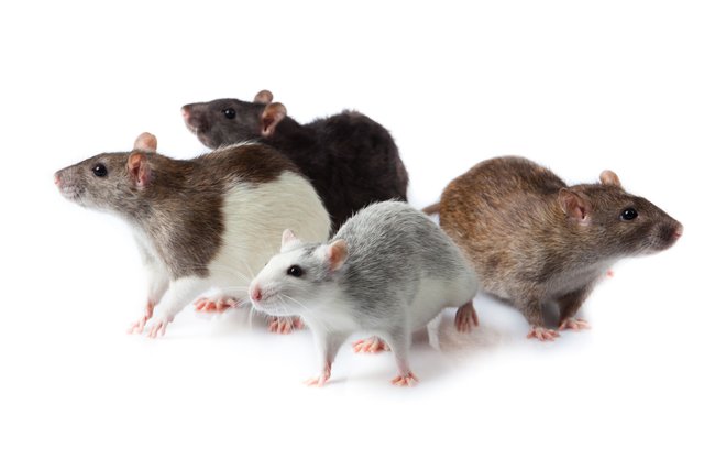 rodents-pest-control.jpg