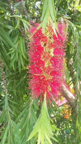 Flowers Of Eucalyptus Steemit