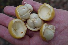 220px-Fruits_of_Baccaurea_motleyana_(Phyllanthaceae).JPG