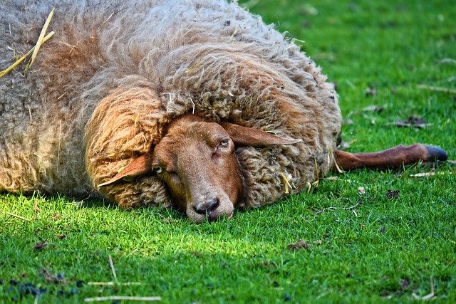 sheep-3386595_640.jpg
