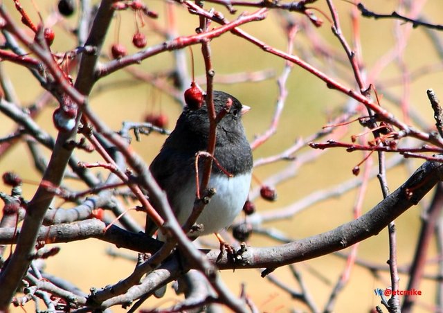 dark-eyed junco PFW22-sa0050.JPG