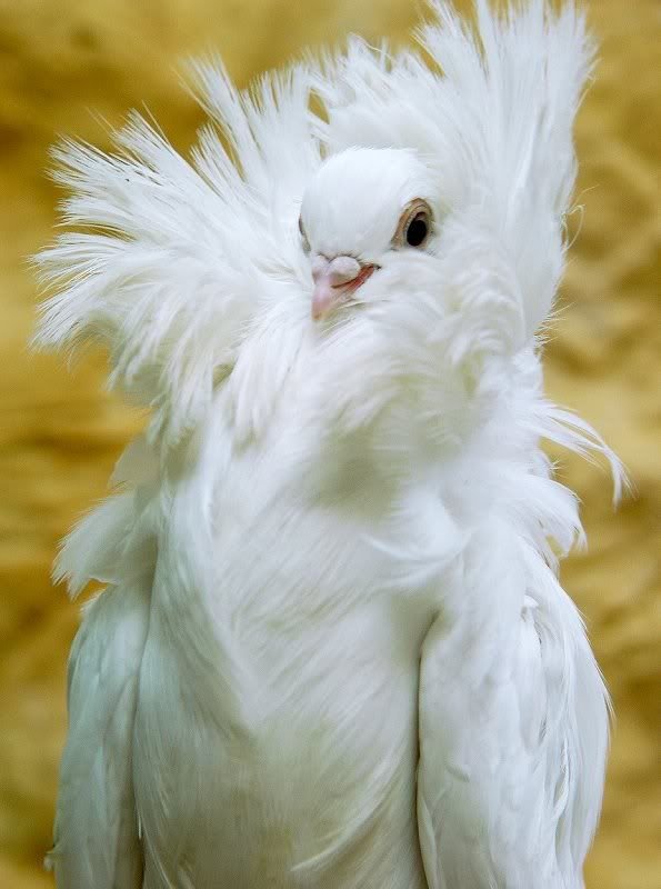 breed Jacobin pigeon.jpg