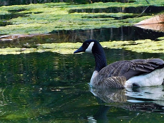 los angeles arboretum, flowers of paradise, birds of paradise, animalphotography, jeronimo rubio (123).JPG
