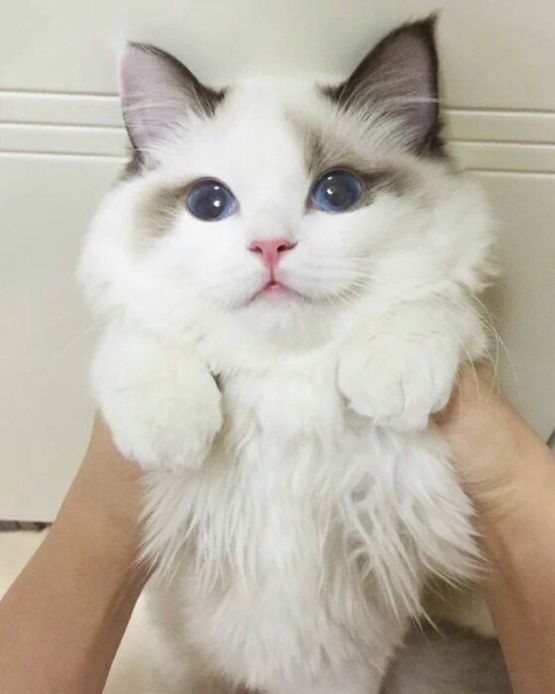 this-is-one-gorgeous-looking-kitty.jpg