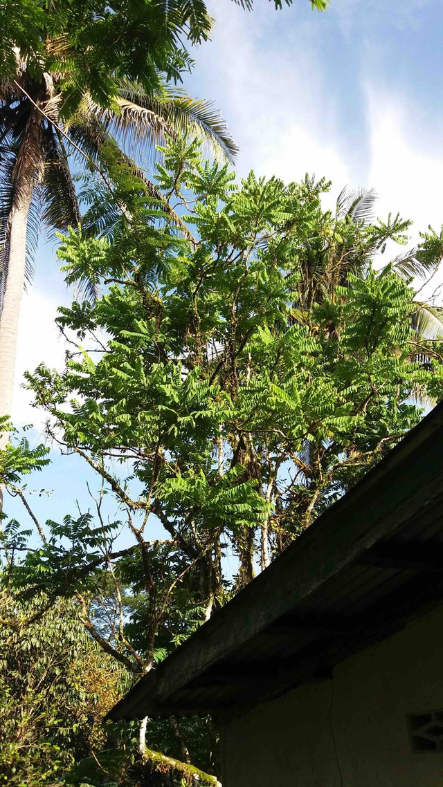 averrhoa bilimbi tree.jpg