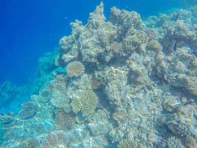 snorkeling trip maafushi76408.jpg