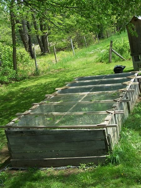 Cold frame with new covers crop May 2018.jpg