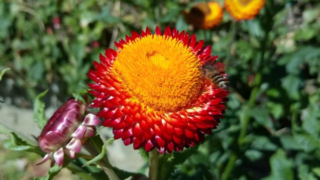 DSC_2317.JPG