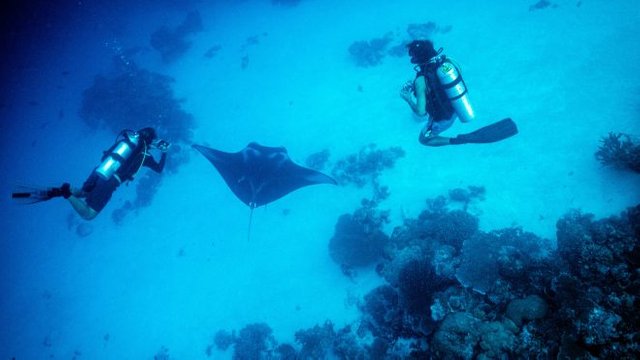 Going making a plunge the tropics Try not to eat the reef angle!.jpg