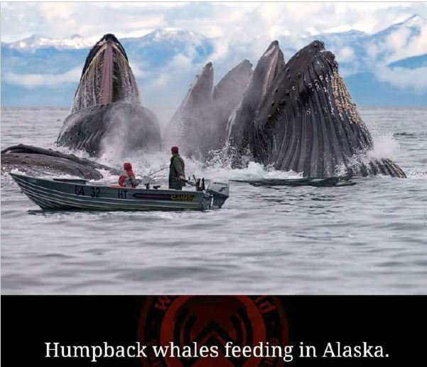 whales feeding in alaska.JPG