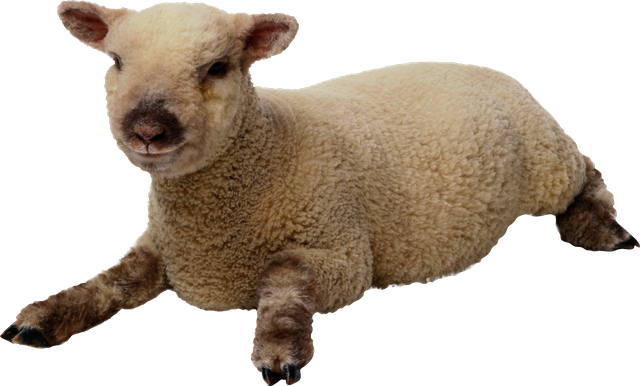 sheep_PNG2720.png